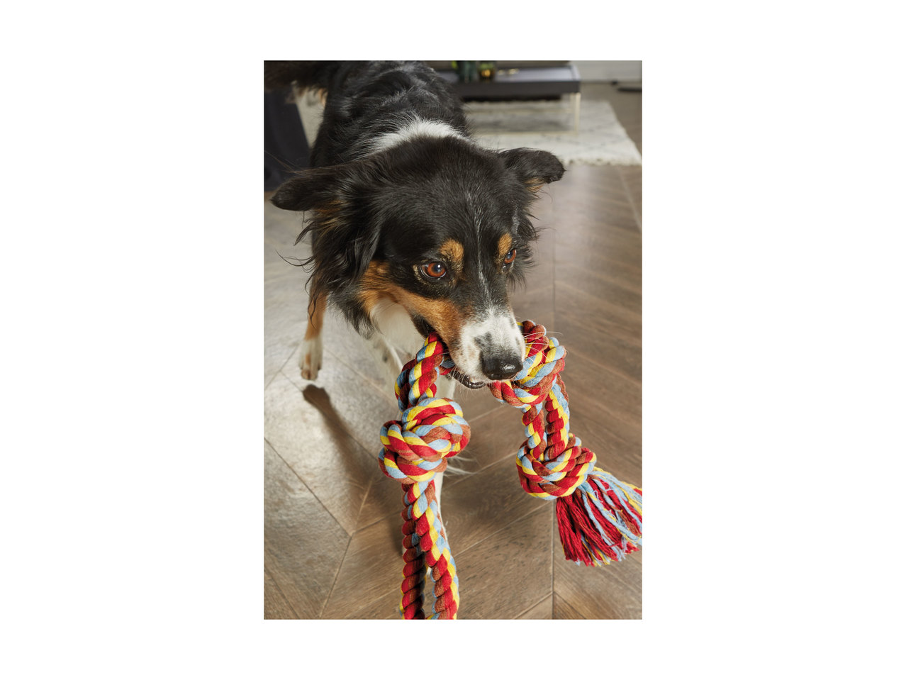Zoofari Rope Dog Toy1