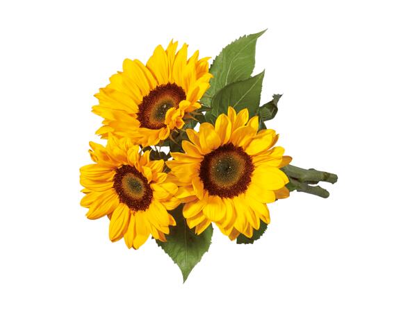 Tournesols