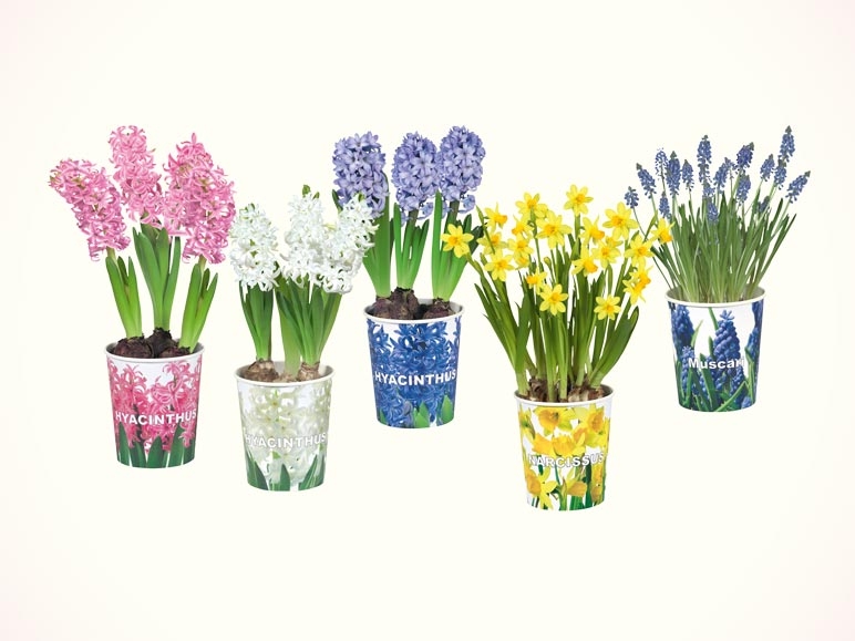 Bulbes à fleurs dans un pot en carton