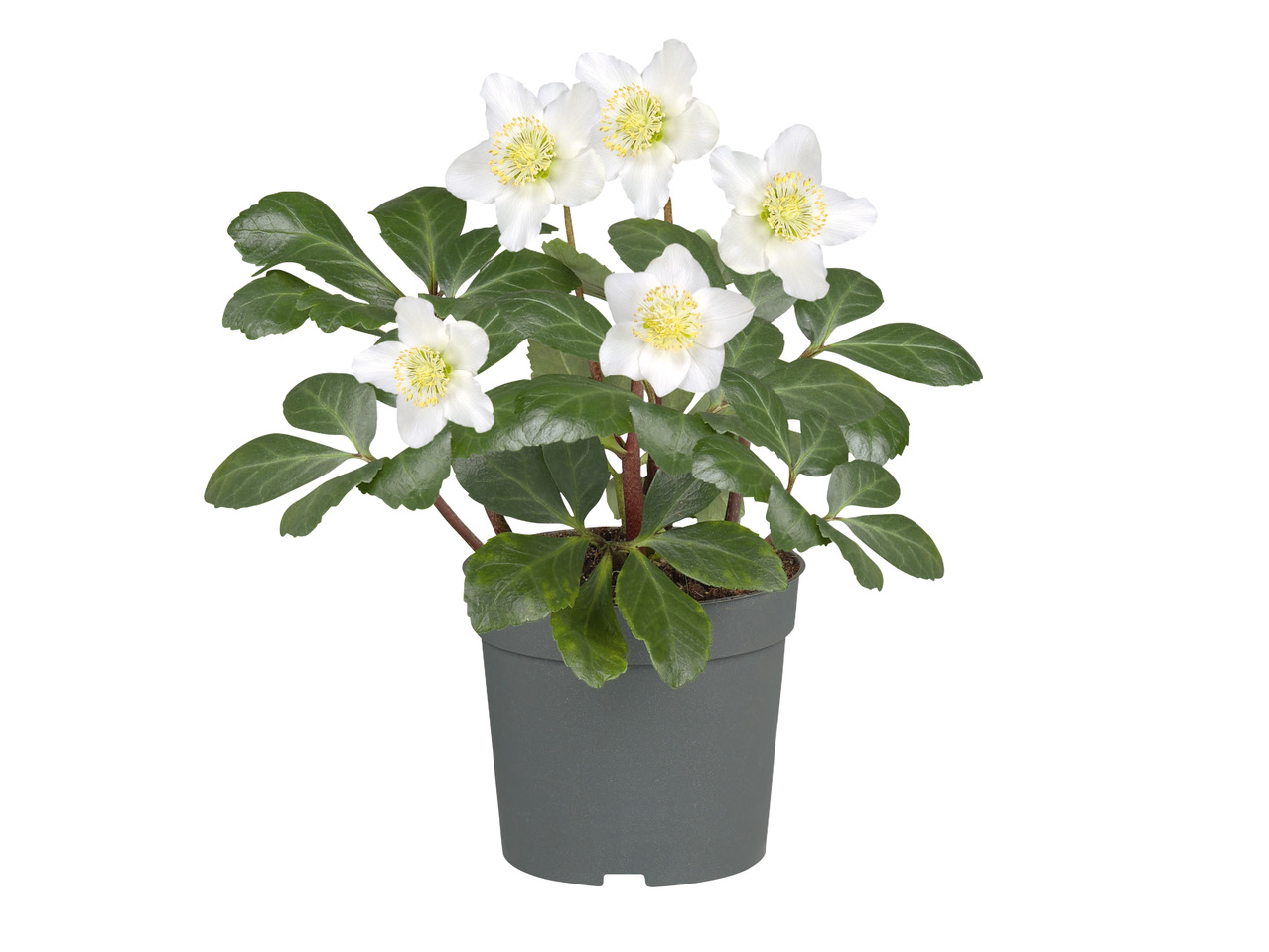 HELLEBORUS