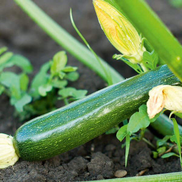 Zucchini-/ Gurken-Mix