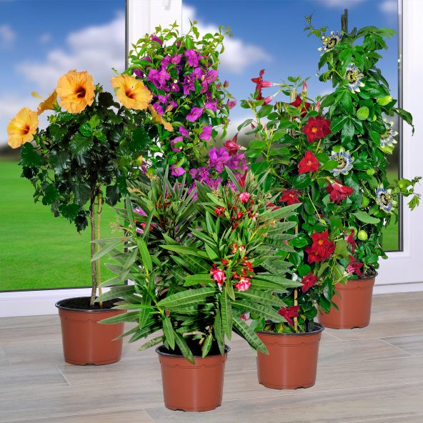 Planter til altan og terrasse