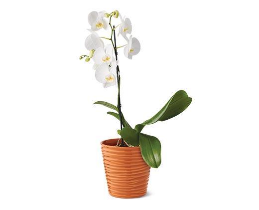 5" Easy Orchid Assorted Colors