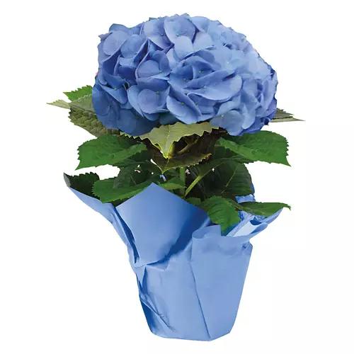 6" Hydrangea Indoor Plant - Assorted Color