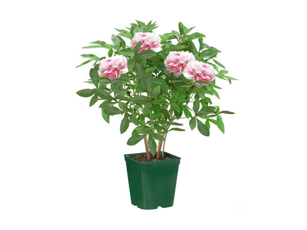 Peonies
