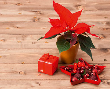 Mini-étoile de Noël GARDENLINE(R)