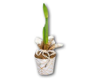 Amaryllis im Potcover