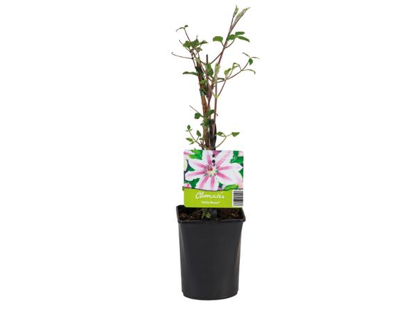 Assorted Climbing Plants