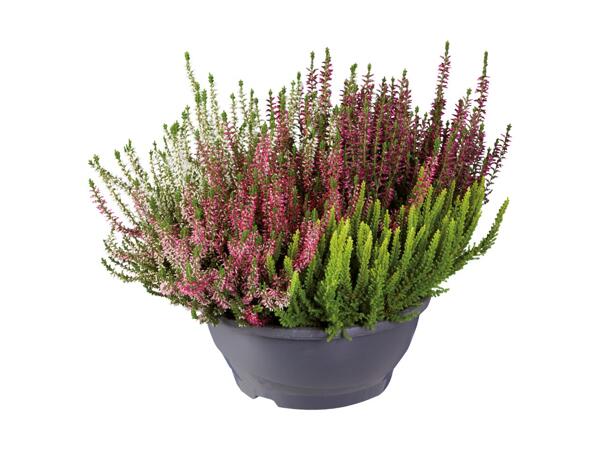 Bruyère dans un pot