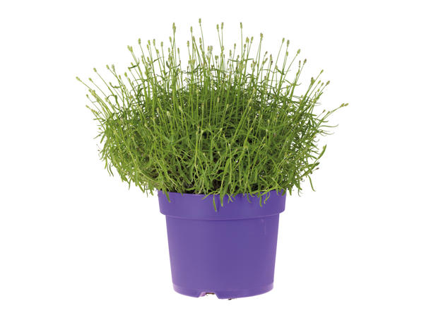 STOR LAVENDEL