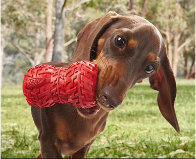 Pet Toys Assortment
