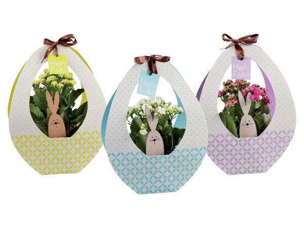 Kalanchoe in easter pack