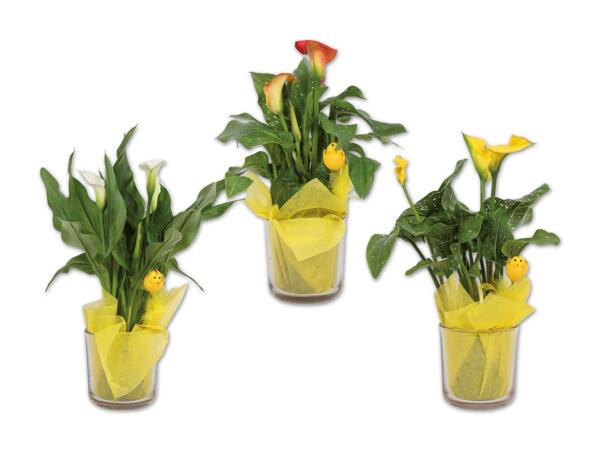 Calla im Glas mit Kükenstecker
