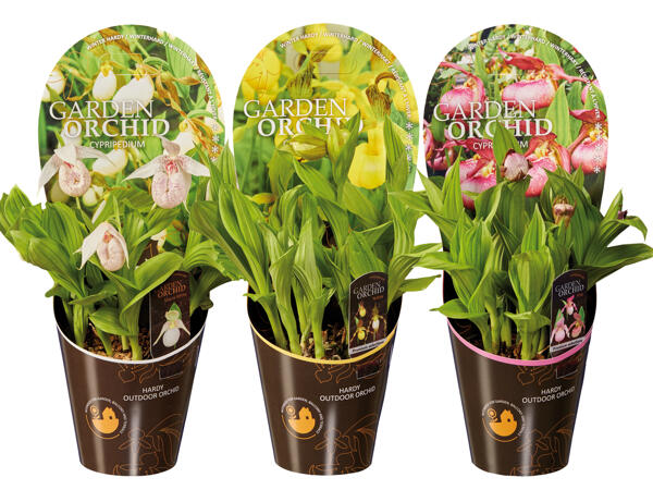 Gartenorchideen