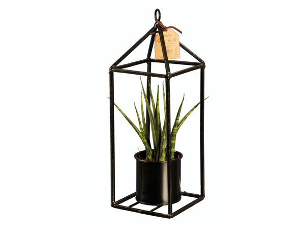Fettpflanze in Design-Halterung