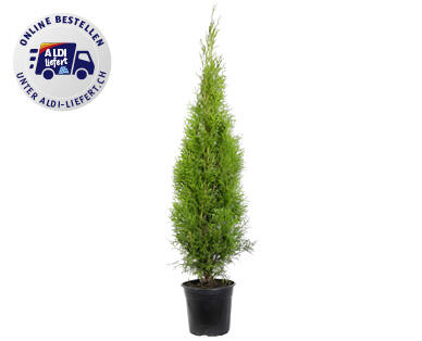 THUJA SMARAGD-SET