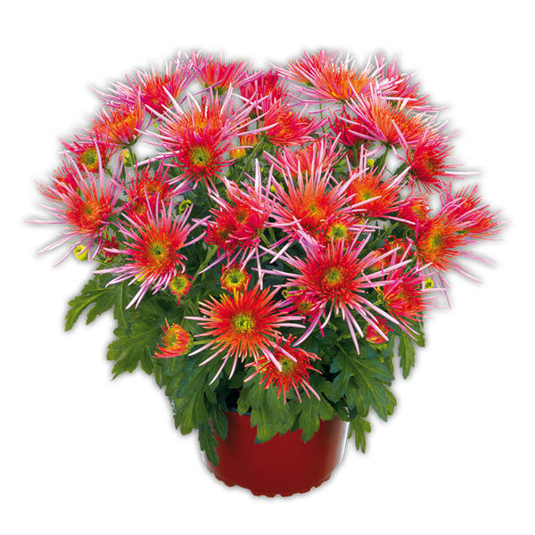 Spinnen Chrysantheme