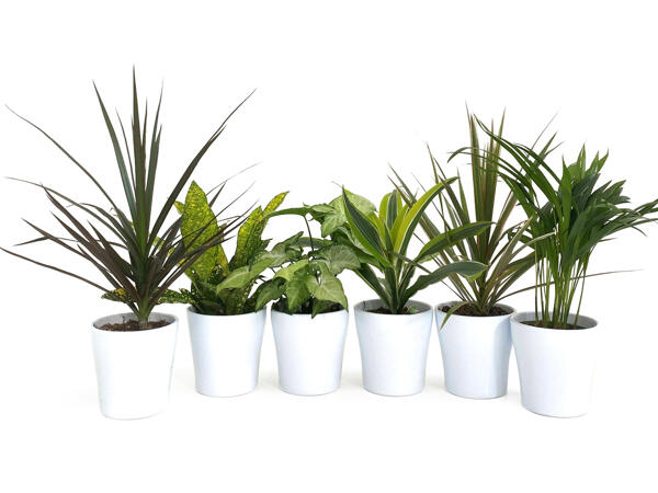 Green Plants