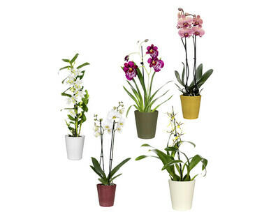 SÉLECTION D'ORCHIDÉES