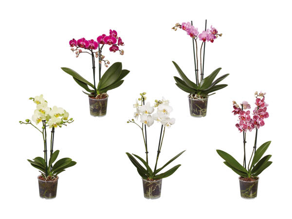 Phalaenopsis midi