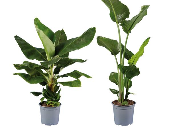 Strelitzia oder Bananenpflanze