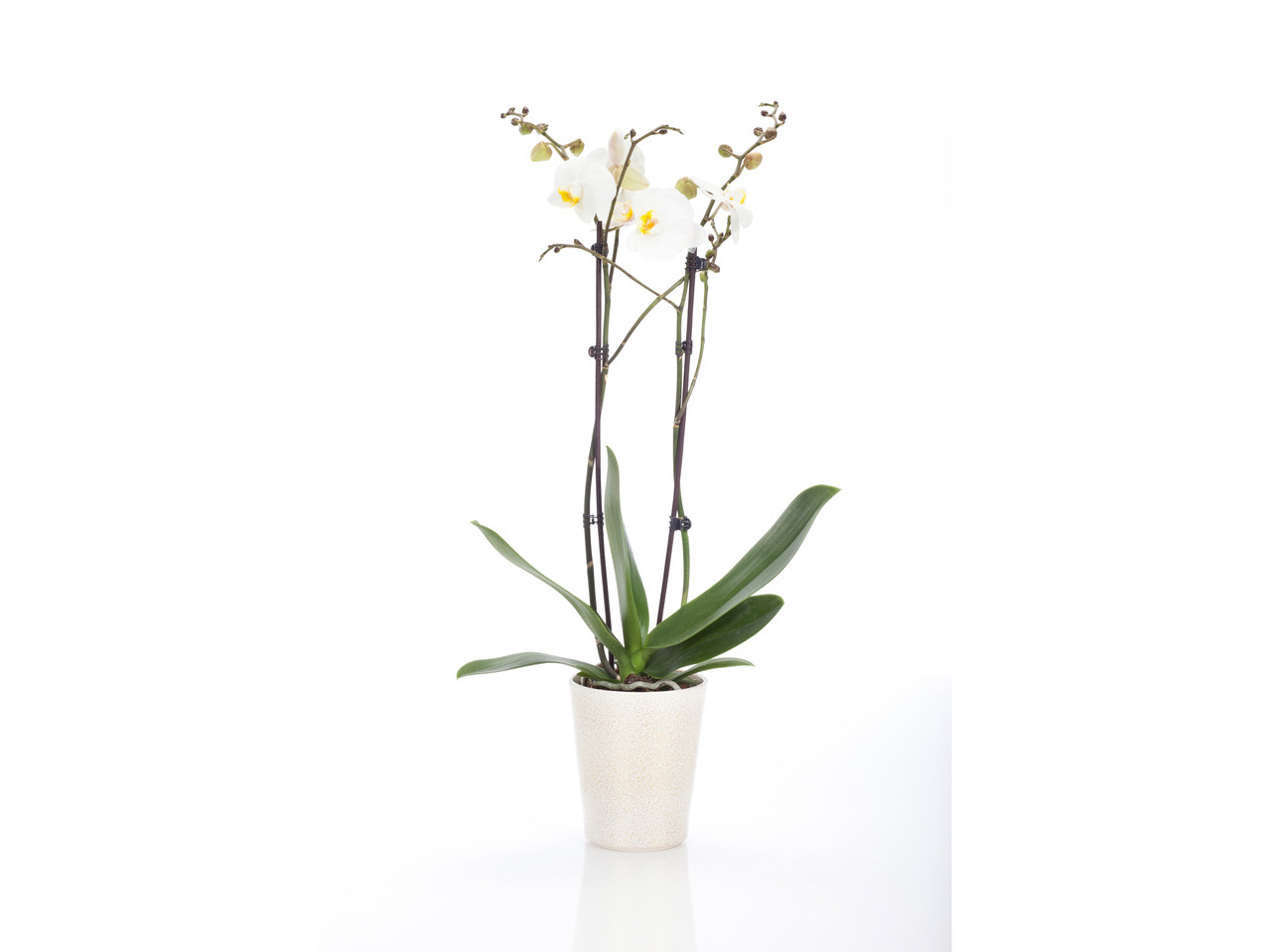 Orchidee Phalaenopsis in keramiek