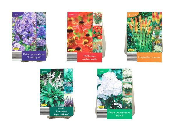 Tubercules de plantes vivaces