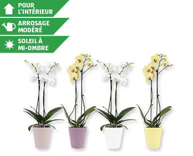 Phalaenopsis dans un pot de céramique estival