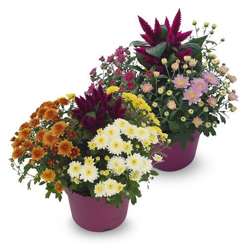 Chrysantheme/Celosie Quattro