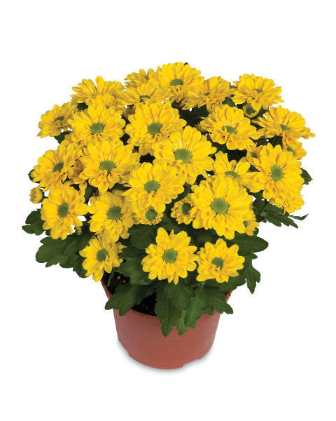 Chrysanthemum Bush
