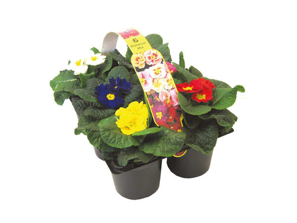 PRIMROSES