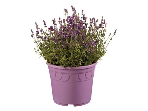 Giant Lavender
