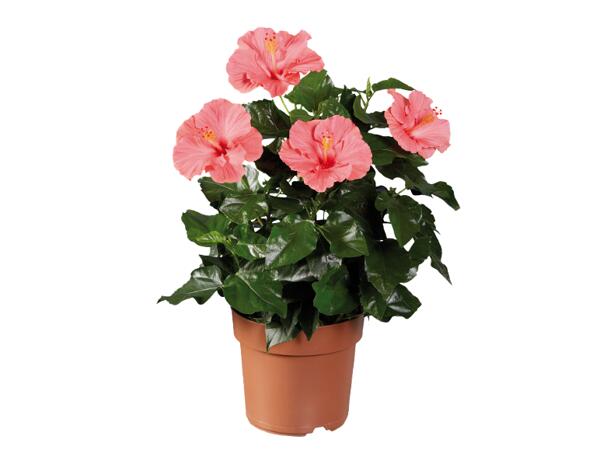 Hibiscus