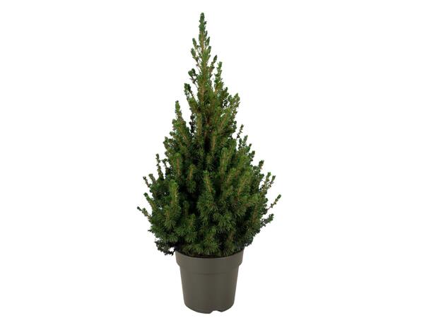 Medium Christmas Tree