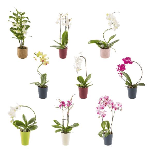 Orchidee