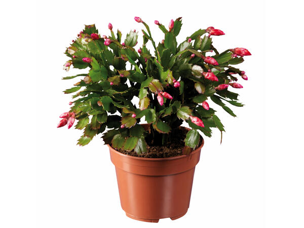 Schlumbergera extra groß