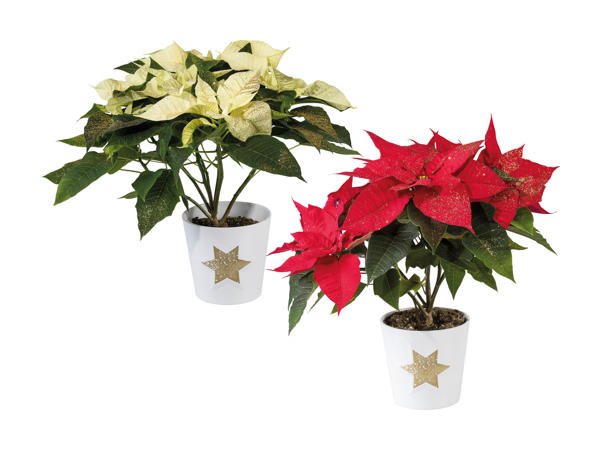 Poinsettia dans un pot en céramique