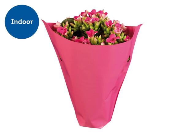 Kalanchoe