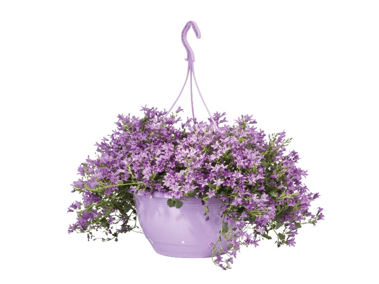 Hanging Campanula Basket