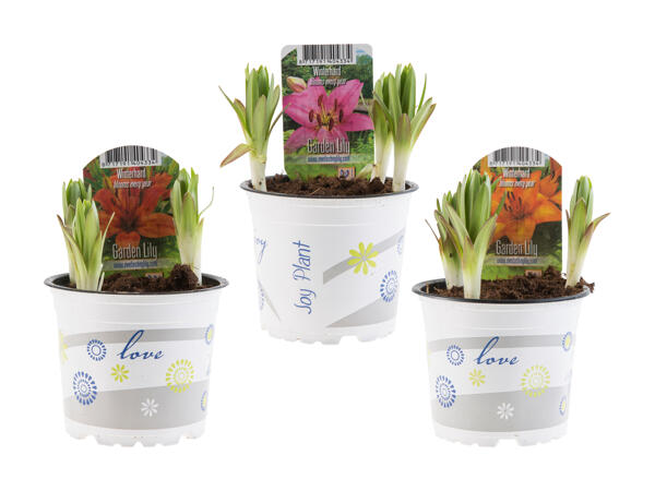 Lys de jardin