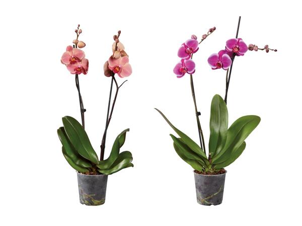 Phalaenopsis a 2 steli
