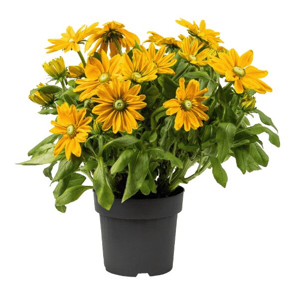 Sunbeckia