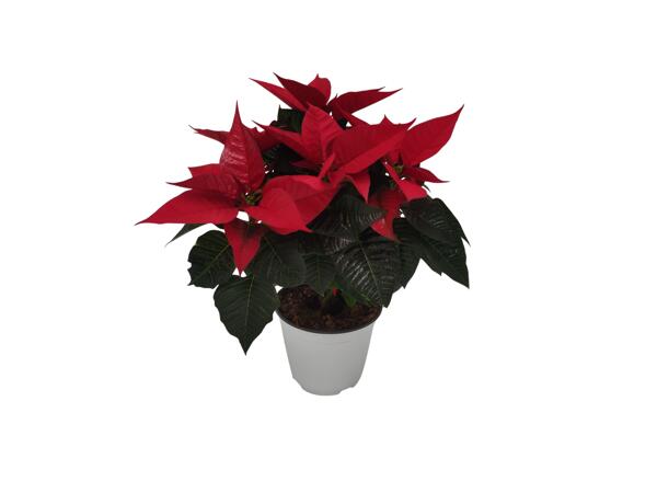 Poinsettia