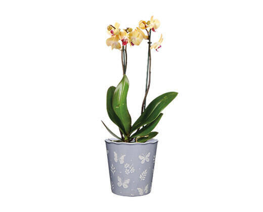 5" Easy Orchid Assorted Colors