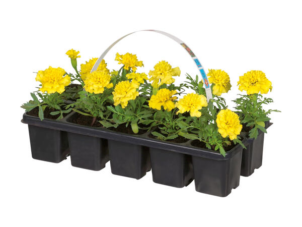Danske bedplanter 10'er bakke