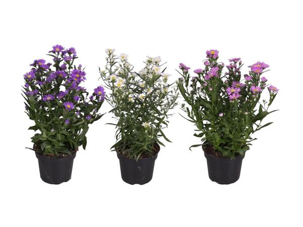 Aster