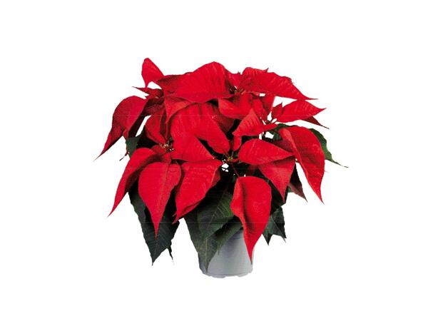 Mini Poinsettia