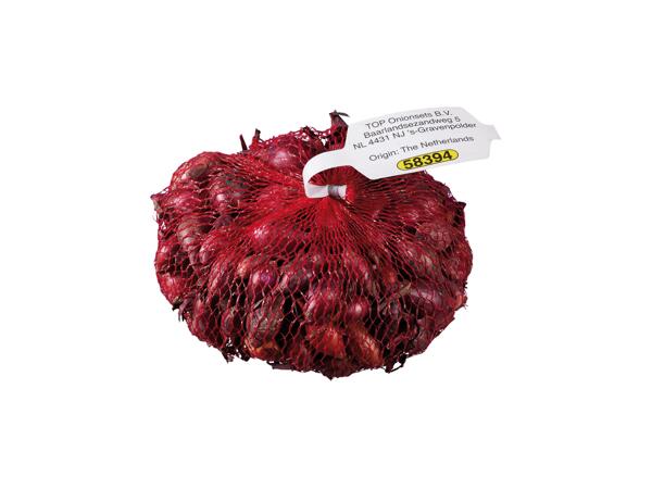 Seed Onion