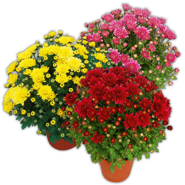 Garten-Chrysanthemen