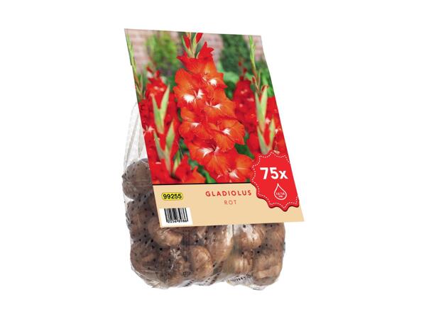 Extra Large Gladioli Bulbs